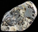 Polished Ammonite Fossil Slab - Marston Magna Marble #63837-1